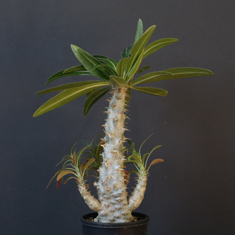 P.グラキリス（実生）296