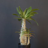 P.グラキリス（実生）296