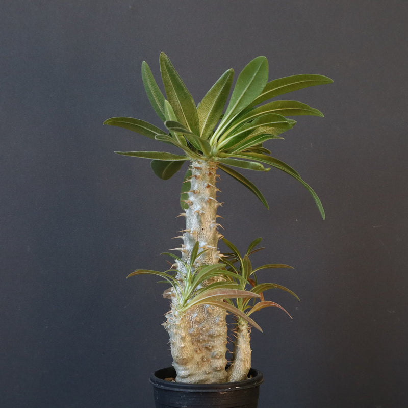 P.グラキリス（実生）296