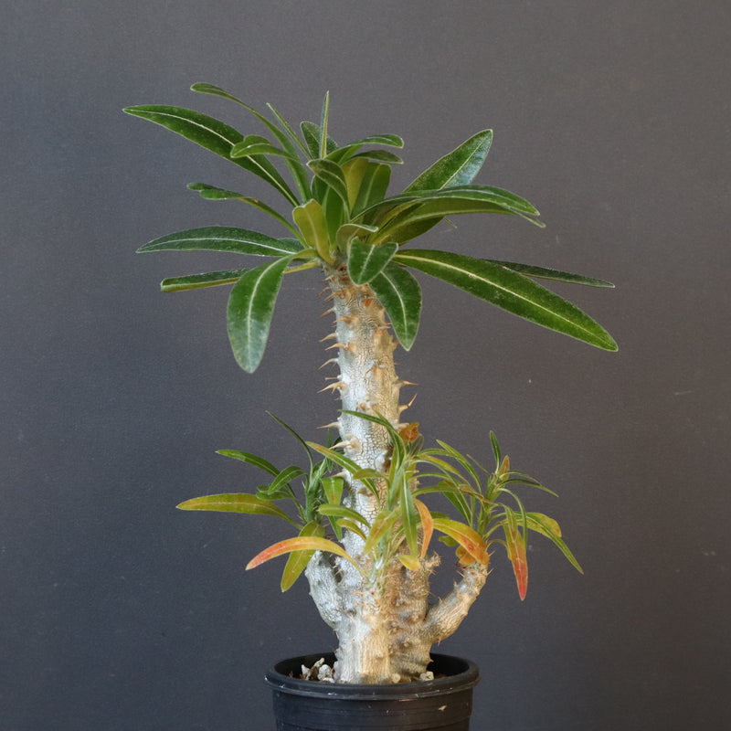 P.グラキリス（実生）296