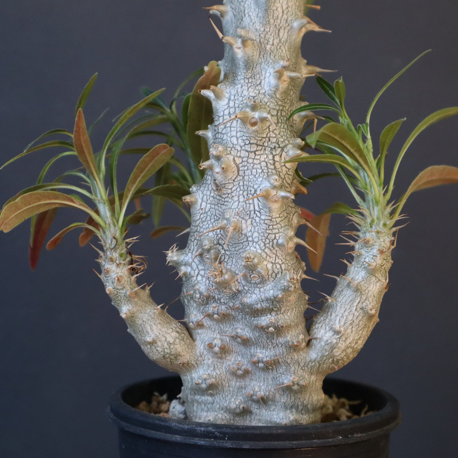 グラキリス実生 高さ約30cm P.グラキリス（実生）296 – TaiShoDo ONLINE SHOP