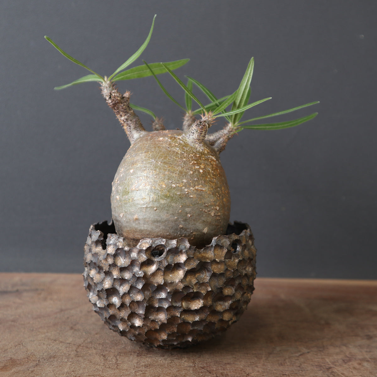 TaiShoDo ONLINE SHOP 塊根植物 多肉植物通販