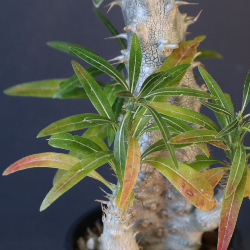 P.グラキリス（実生）296