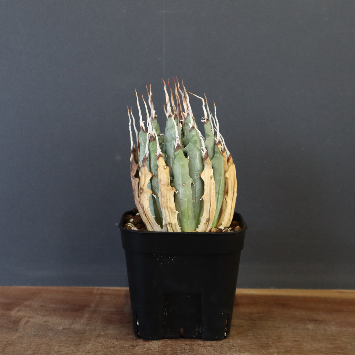 アガベ – TaiShoDo ONLINE SHOP