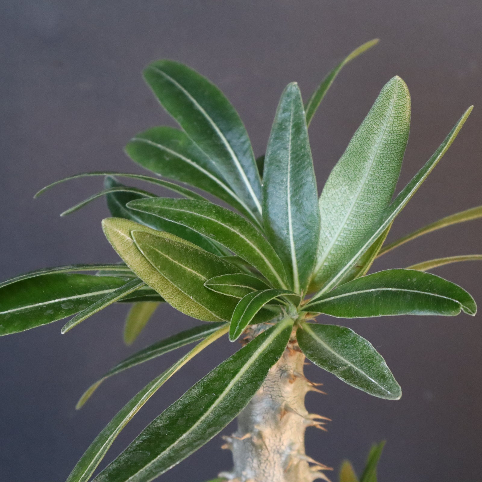 P.グラキリス（実生）296 – TaiShoDo ONLINE SHOP