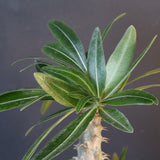 P.グラキリス（実生）296