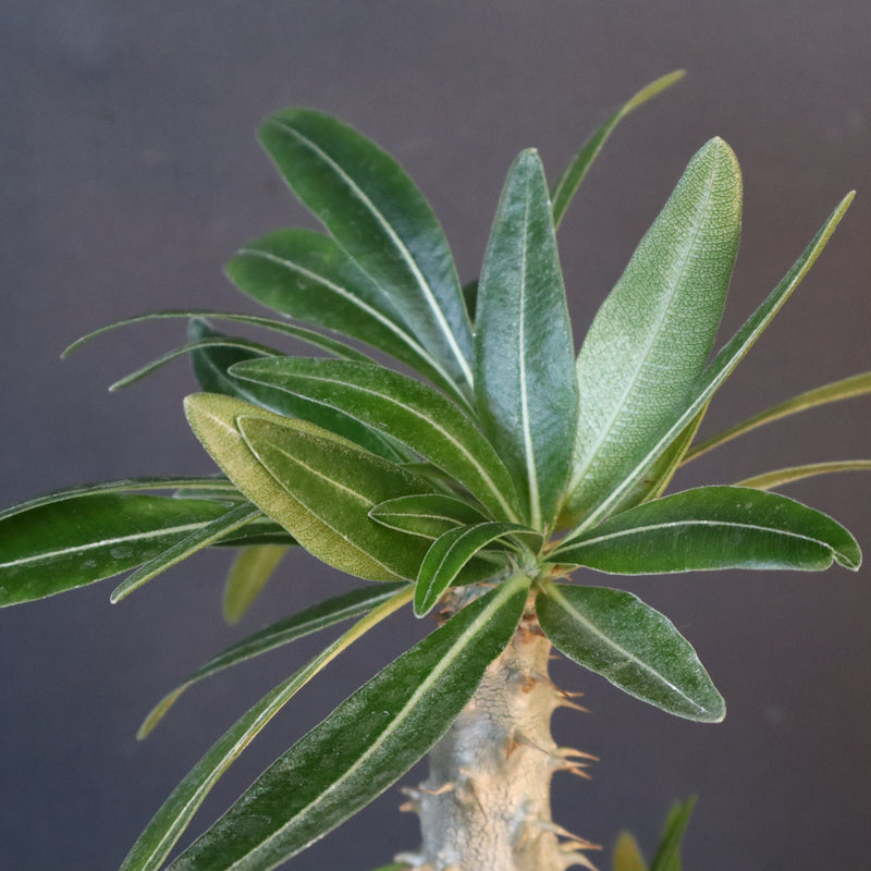 P.グラキリス（実生）296