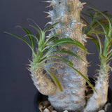 P.グラキリス（実生）296