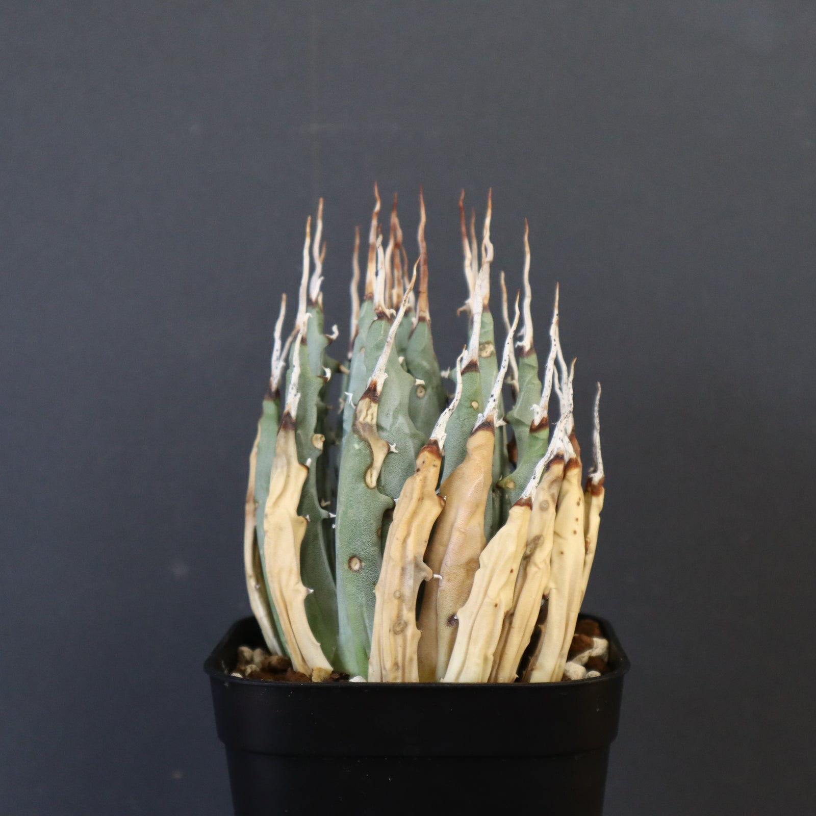 J*y様 【サービス出品！】②ハイクオリティのエボリスピナ！ベアルート株 アガベ エボリスピナM EC872 – TaiShoDo ONLINE SHOP