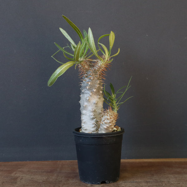 P.グラキリス（実生）423