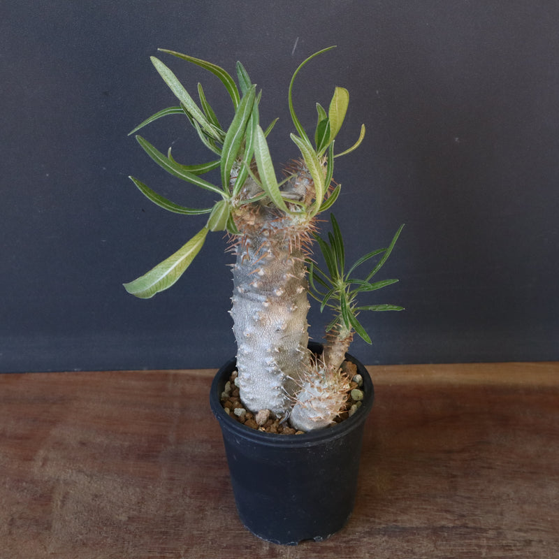 P.グラキリス（実生）423