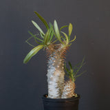 P.グラキリス（実生）423