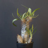 P.グラキリス（実生）423