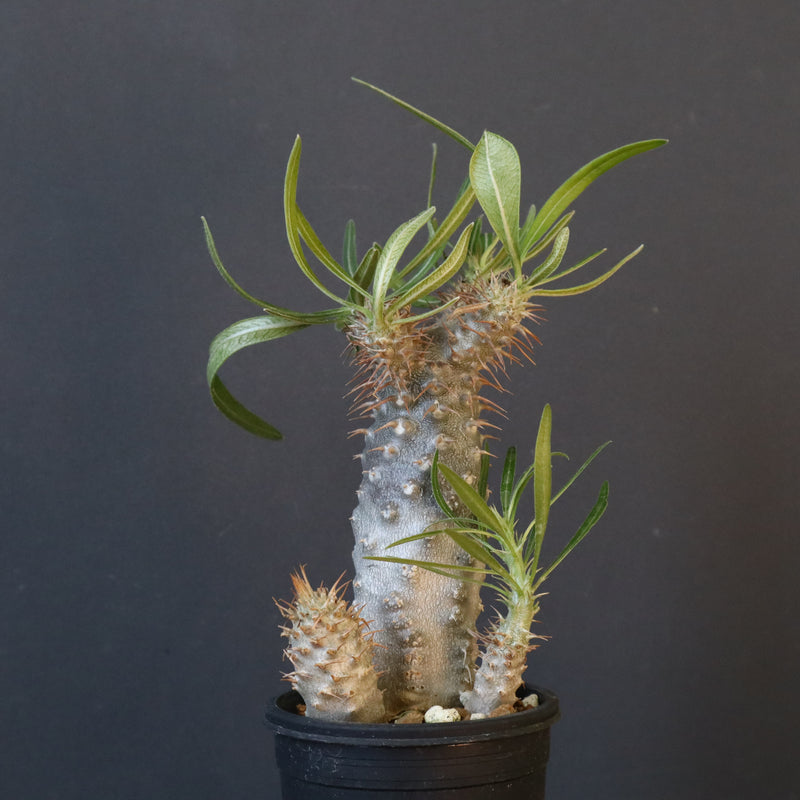 P.グラキリス（実生）423