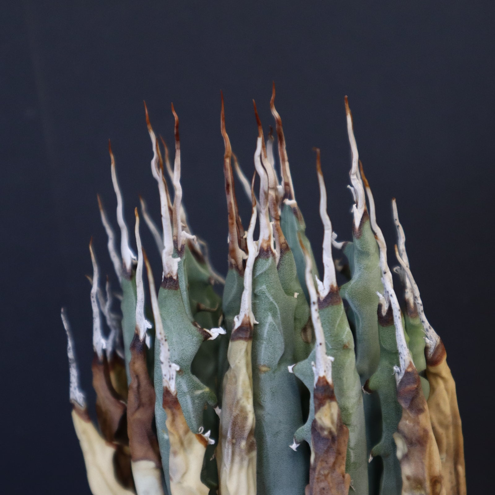 アガベ エボリスピナM EC872 – TaiShoDo ONLINE SHOP