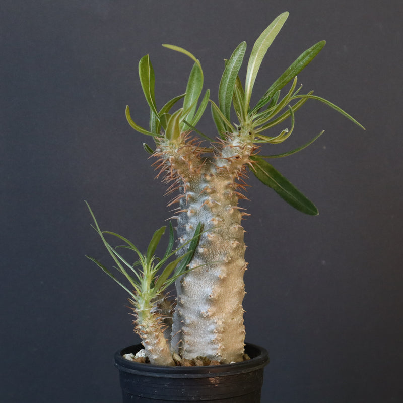 P.グラキリス（実生）423