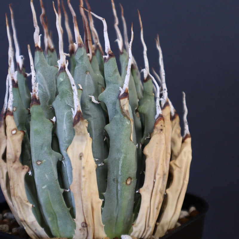 アガベ エボリスピナM EC872 – TaiShoDo ONLINE SHOP