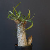 P.グラキリス（実生）423