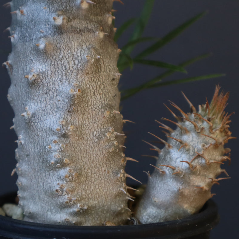 P.グラキリス（実生）423