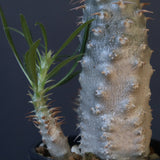 P.グラキリス（実生）423