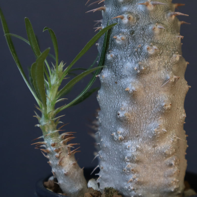 P.グラキリス（実生）423