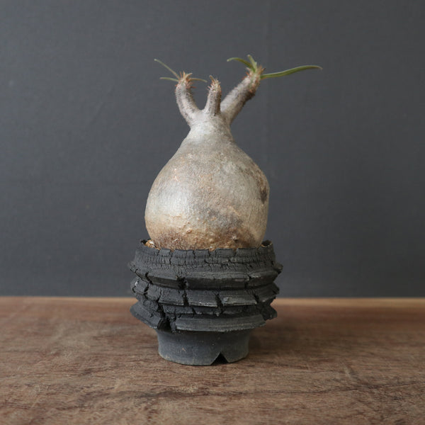 鉢 × 塊根植物 – TaiShoDo ONLINE SHOP