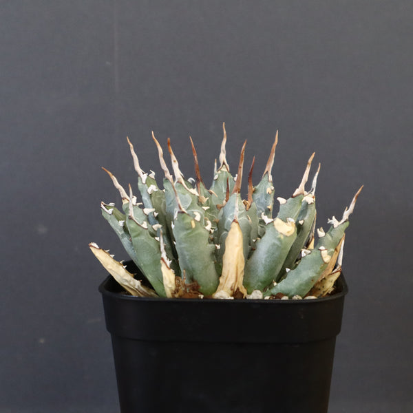 アガベ – TaiShoDo ONLINE SHOP