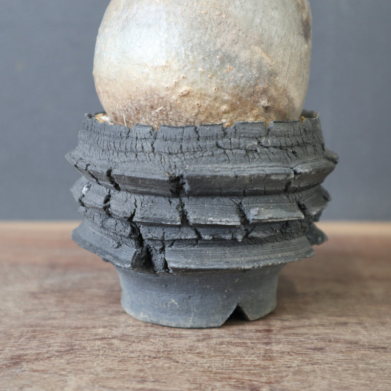 グラキリス X 狂鉢 10cm 宮島將實陶器鉢】P.グラキリス 1642 – TaiShoDo ONLINE SHOP