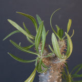 P.グラキリス（実生）423