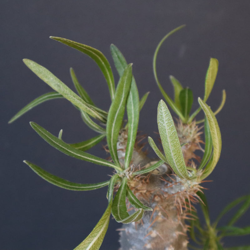 P.グラキリス（実生）423