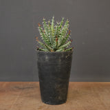 アロエ エリナケア　EC2166