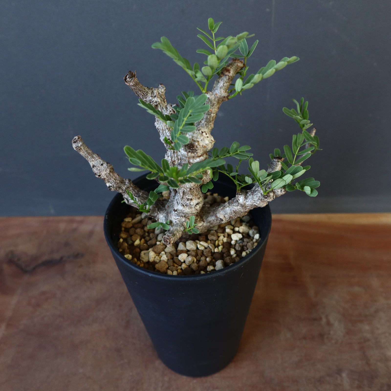 センナ メリディオナリス 実生 センナ：メリディオナリス（実生株） 2.5号鉢植え の通販 | 園芸