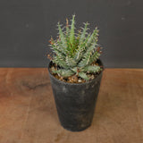 アロエ エリナケア　EC2166