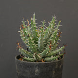 アロエ エリナケア　EC2166