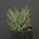 アロエ エリナケア　EC2166