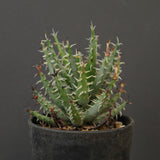 アロエ エリナケア　EC2166