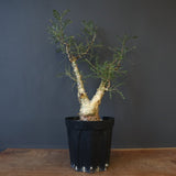 P.ディスカラー 3