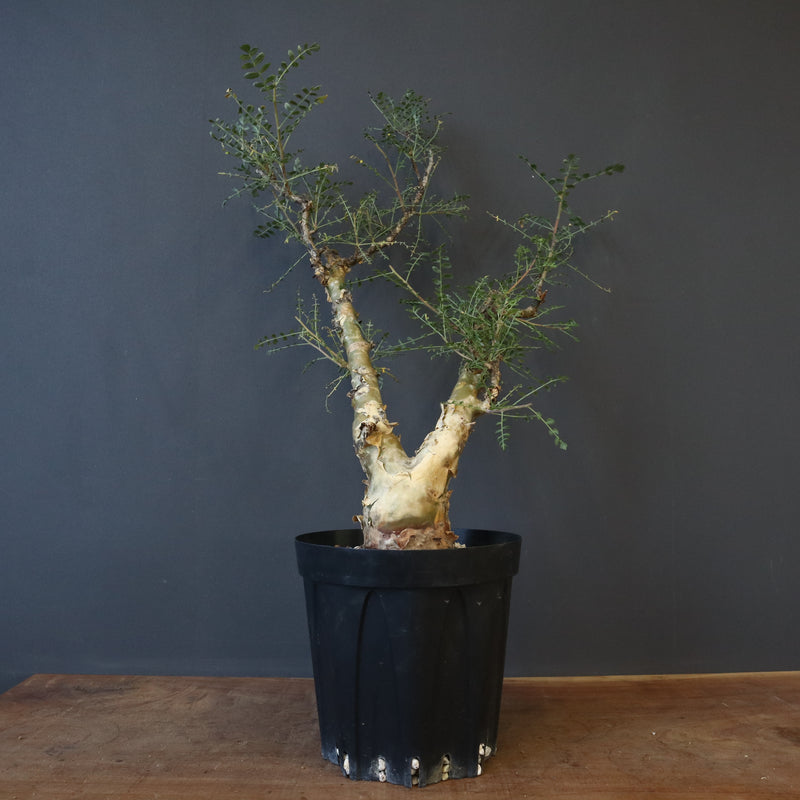 P.ディスカラー 3