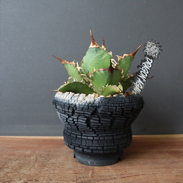 【宮島將實陶器鉢】【DRAGON AGAVE】アガベ 獵豹