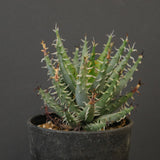 アロエ エリナケア　EC2166