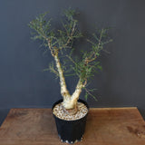 P.ディスカラー 3