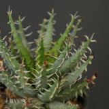 アロエ エリナケア　EC2166