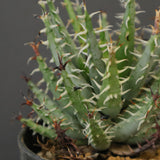 アロエ エリナケア　EC2166