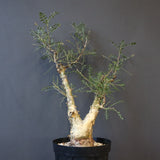 P.ディスカラー 3