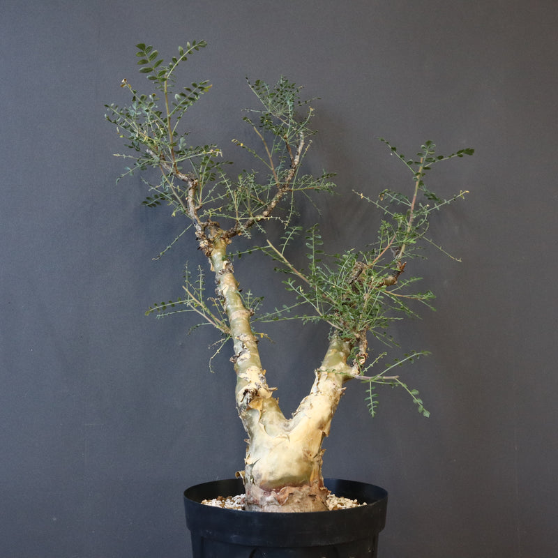 P.ディスカラー 3