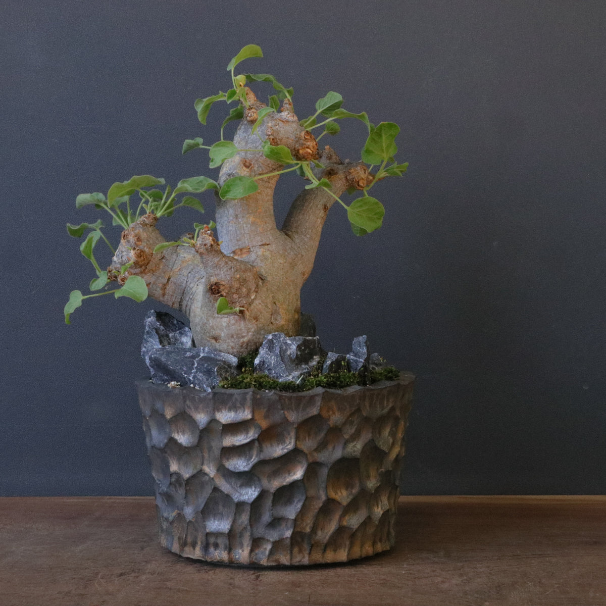 おしゃれ鉢と。 – TaiShoDo ONLINE SHOP