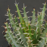 アロエ エリナケア　EC2166