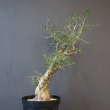 P.ディスカラー 3