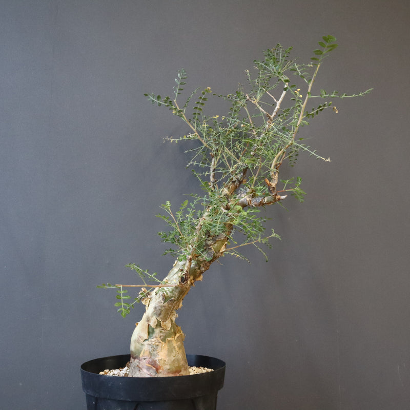 P.ディスカラー 3