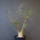 P.ディスカラー 3